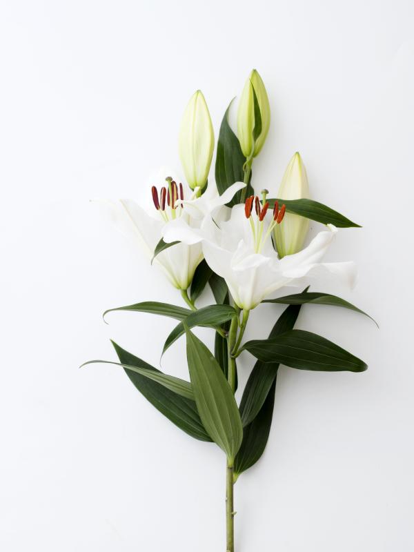 De lelie; bijzondere bloem barstensvol symboliek De lelie; bijzondere bloem barstensvol symboliek Mooiwatbloemendoen.nl