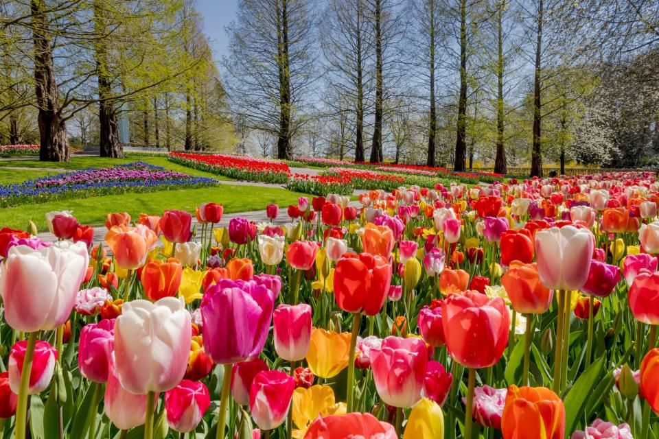 park keukenhof | mooiwatbloemendoen