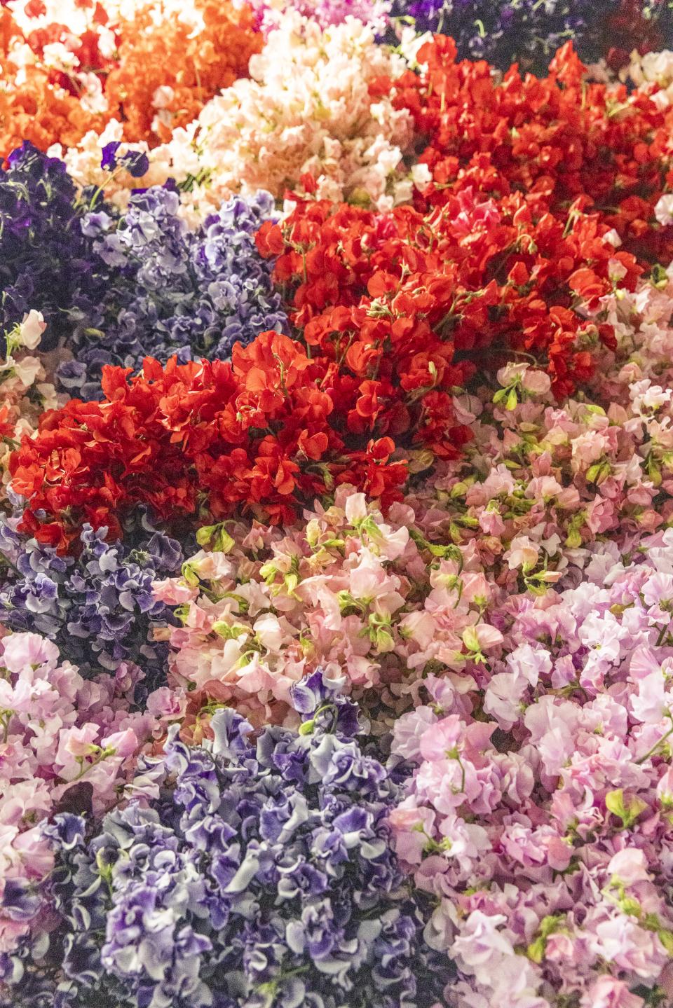 lathyrus parfumbloem | mooiwatbloemendoen