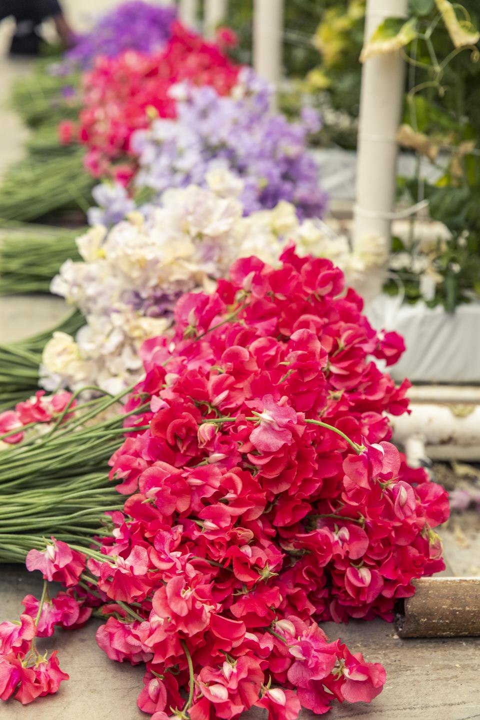 lathyrus snijbloem kleuren | mooiwatbloemendoen