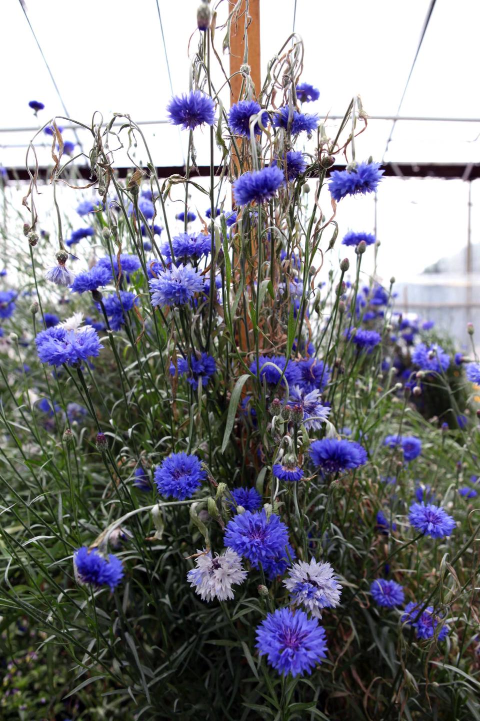 Eetbare bloemen Greendelicious Eetbare bloemen Greendelicious
