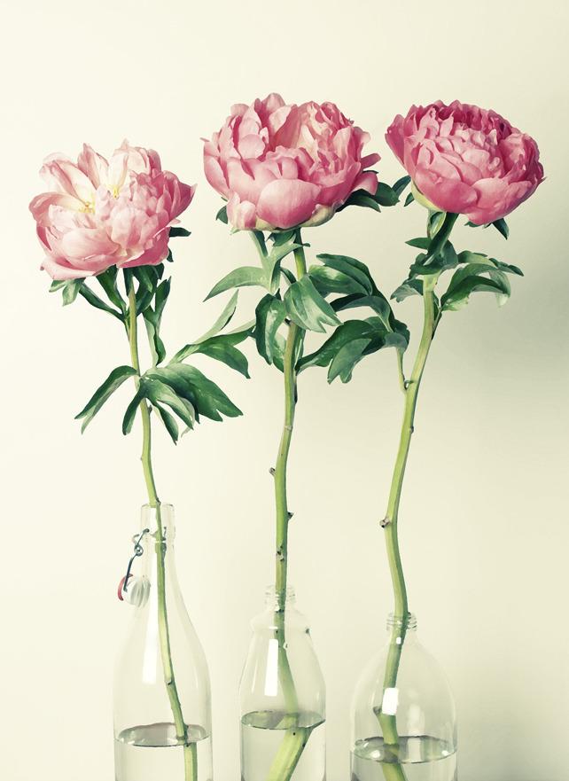 Hilary Upton Peony Hilary Upton Peony