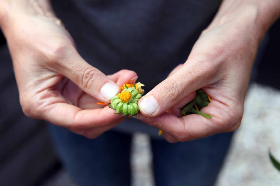 Eetbare bloemen Greendelicious