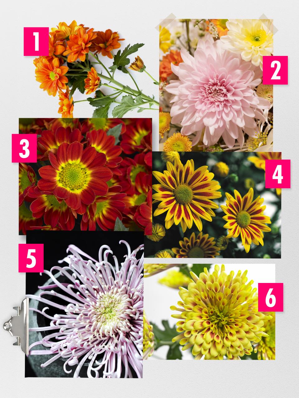 Vormen van de chrysant Collage vormen chrysant
