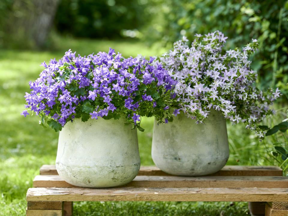 Campanula | Tuinplant | Klokjesbloem in pot