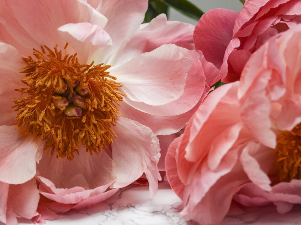 pioenroos roze | pioenroos hart | close up pioenroos