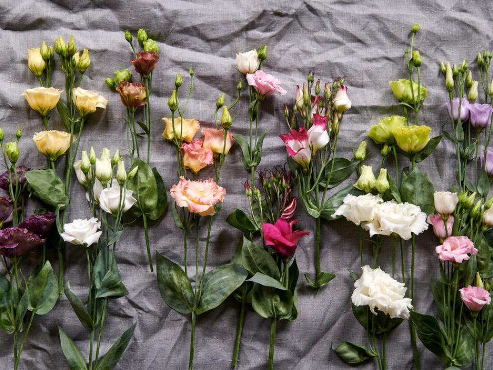 Bloemenagenda Lisianthus Mooiwatbloemendoen.nl Bloemenagenda Lisianthus Mooitwatbloemendoen.nl