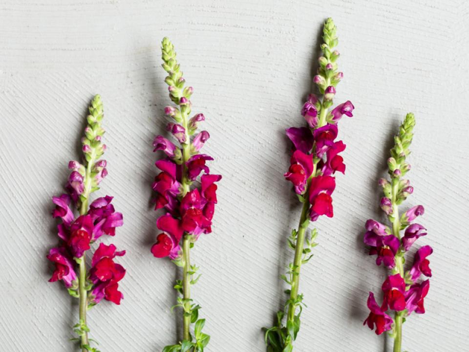 Leeuwenbek | Mooi wat bloemen doen