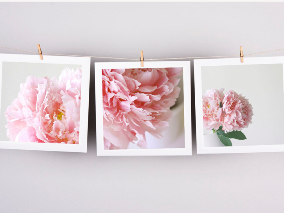 Photographer Hilary Upton makes beautiful photos of peonies