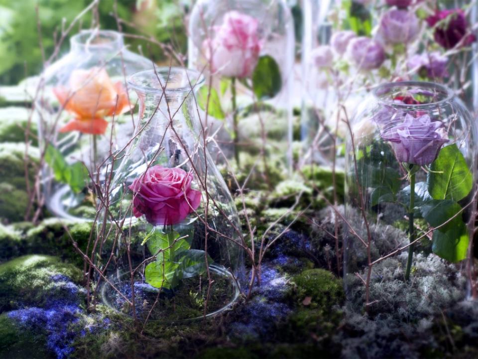 emotioneel Wrijven Pretentieloos Bijzondere roos onder stolp | Mooi wat bloemen doen