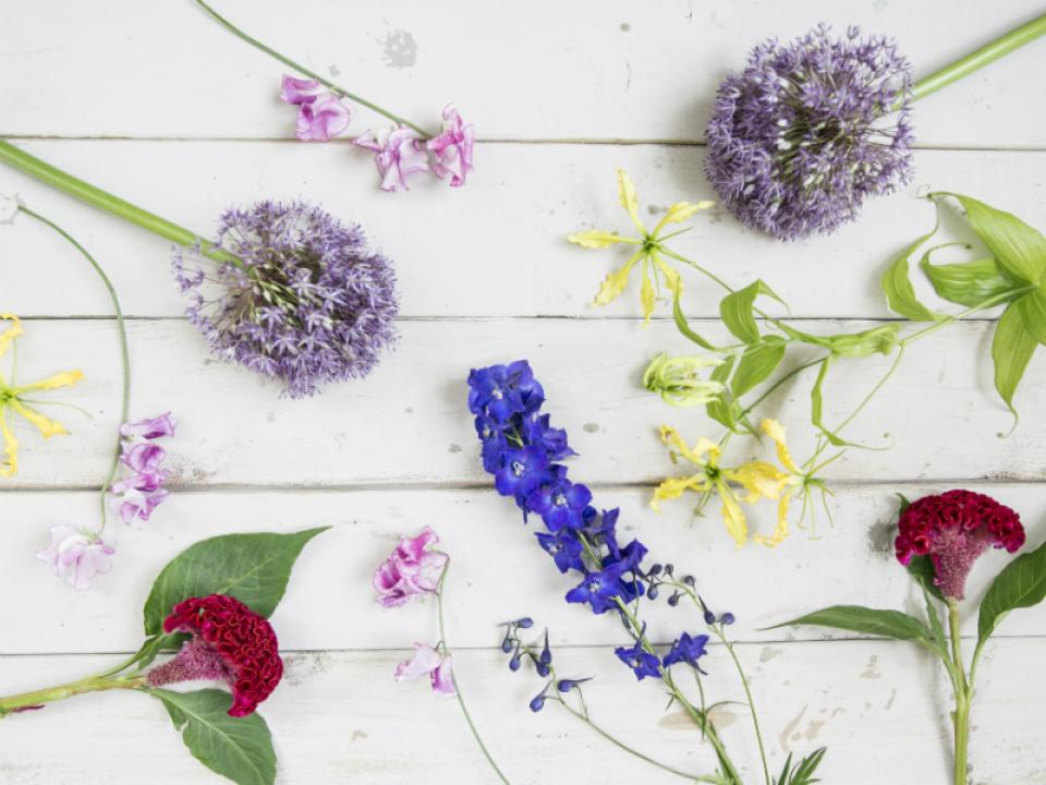 Typische zomerbloemen Mooiwatbloemendoen.nl