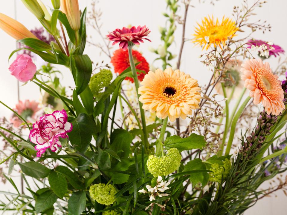 gerbera's gerbera's