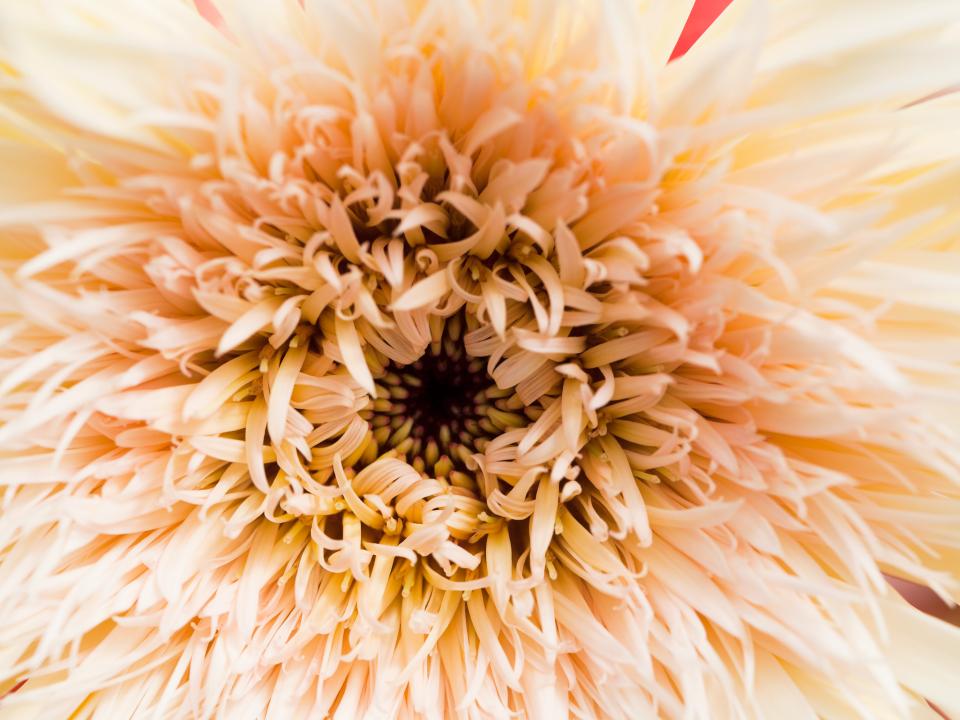 Mooiwatbloemendoen Gerbera Mooiwatbloemendoen Gerbera