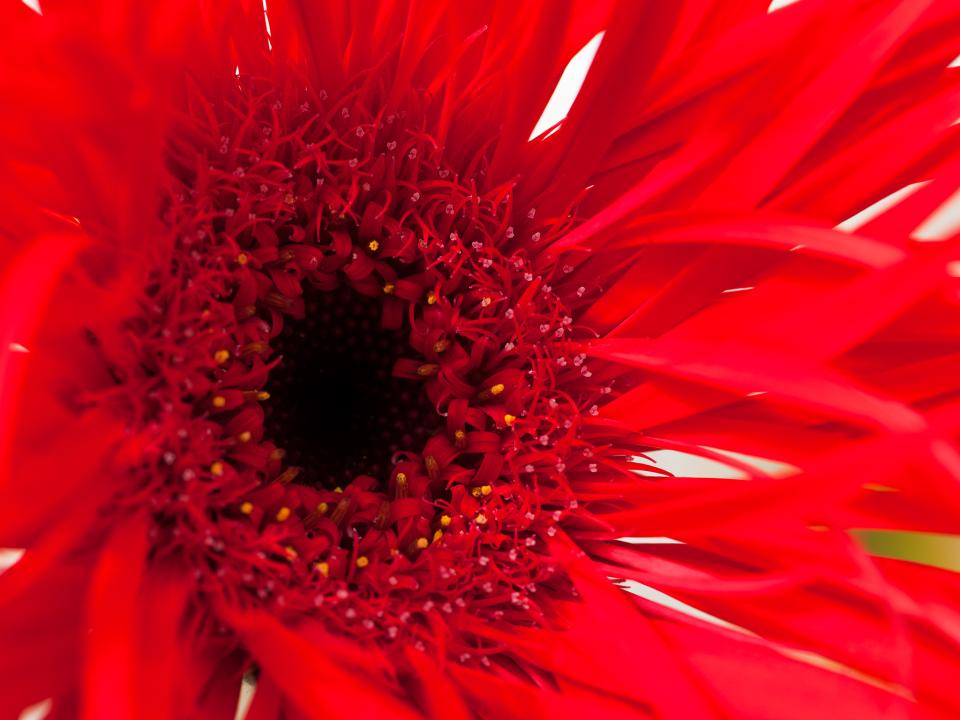 Mooiwatbloemendoen Gerbera Mooiwatbloemendoen Gerbera