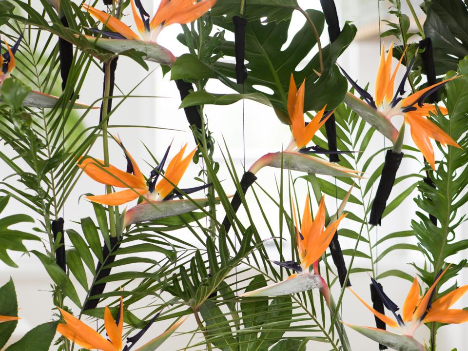 strelitzia strelitzia Mooiwatbloemendoen.nl