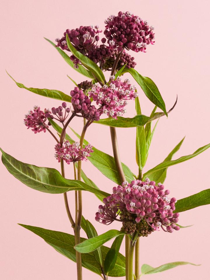 Asclepias Mooiwatbloemendoen.nl