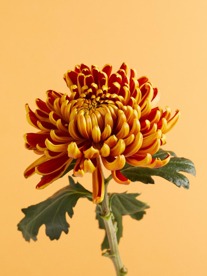 chrysant