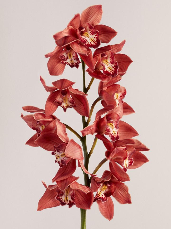 cymbidium | mooiwatbloemendoen