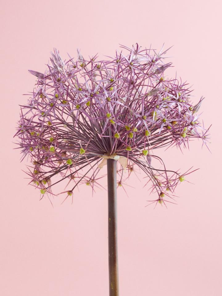 allium sierui | mooiwatbloemendoen