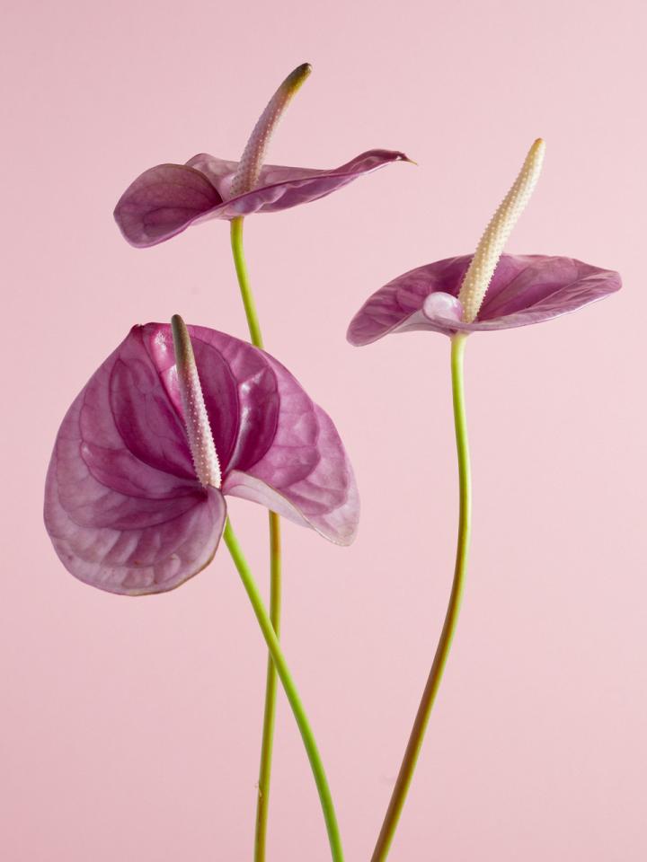 anthurium | mooiwatbloemendoen