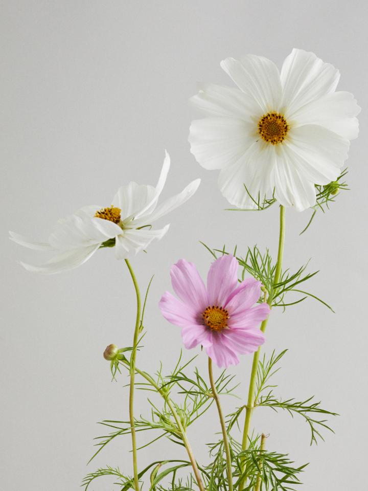 cosmos | cosmea | mooiwatbloemendoen