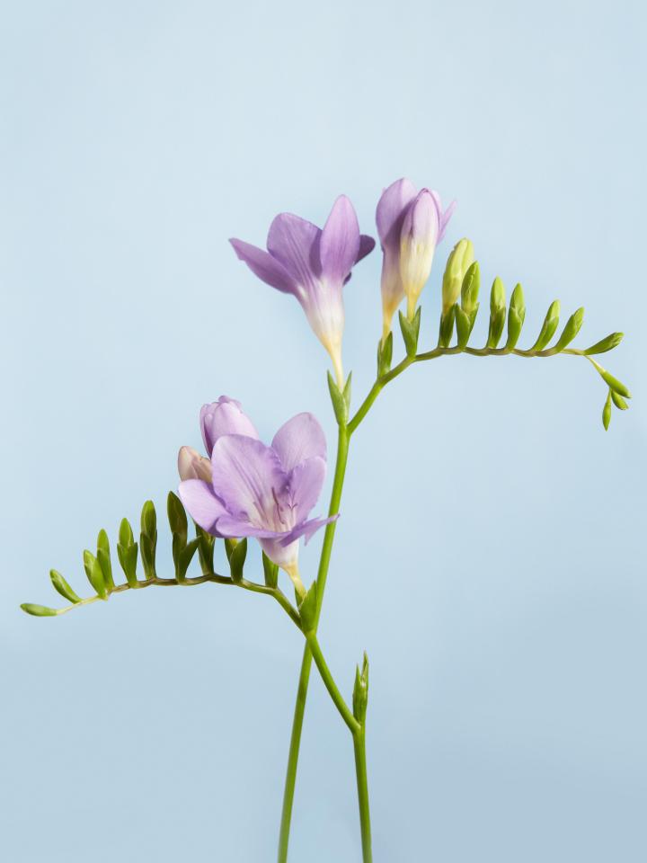 freesia | mooiwatbloemendoen