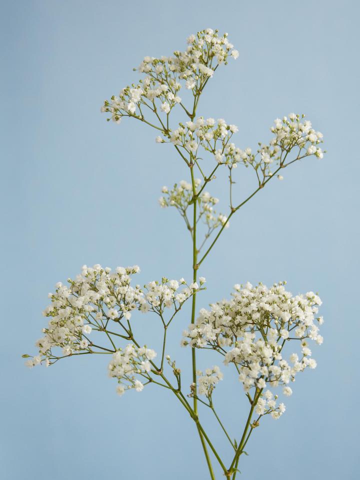 gipskruid | gypsophila | mooiwatbloemendoen