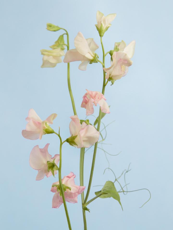 lathyrus | mooiwatbloemendoen