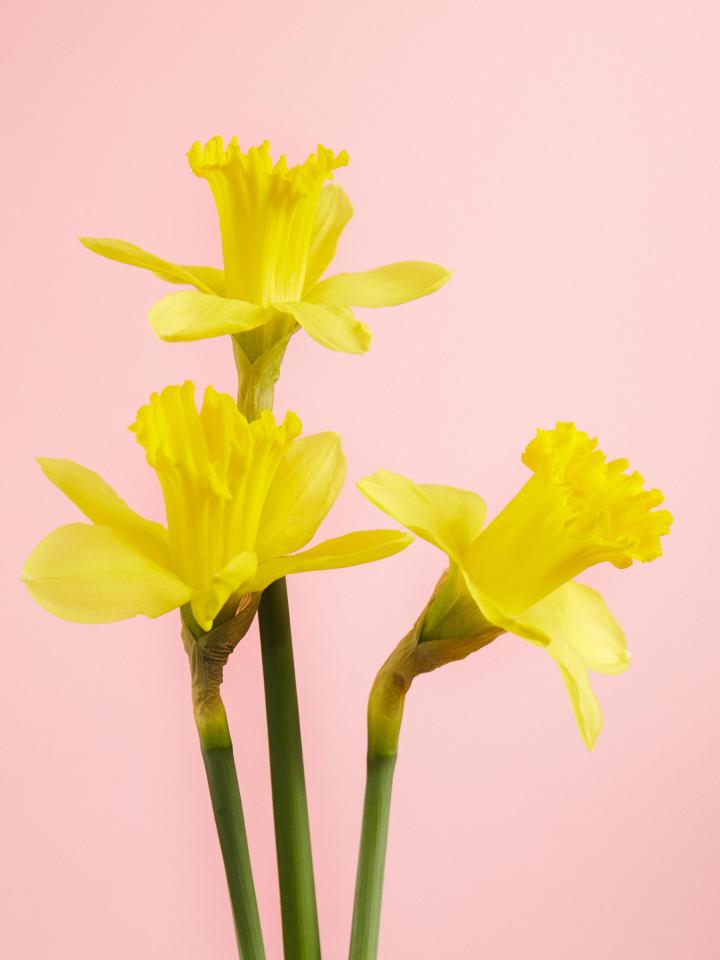 narcis | mooiwatbloemendoen