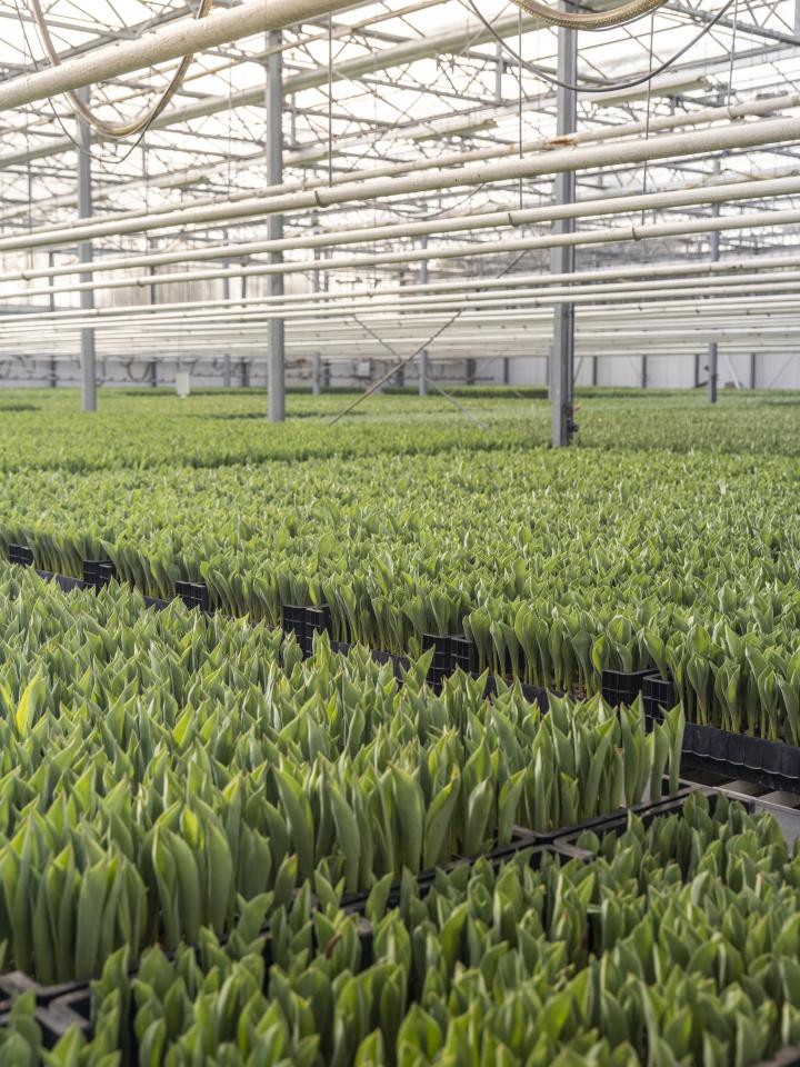 Kwekerij tulpen | Groeiproces tulp | Smit Flowers