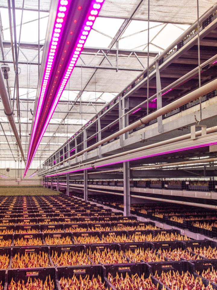 Kweekproces tulpen | ledverlichting tulpenbollen