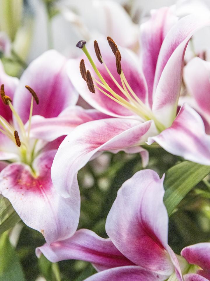 roze lelie | moerman lilium | lelies