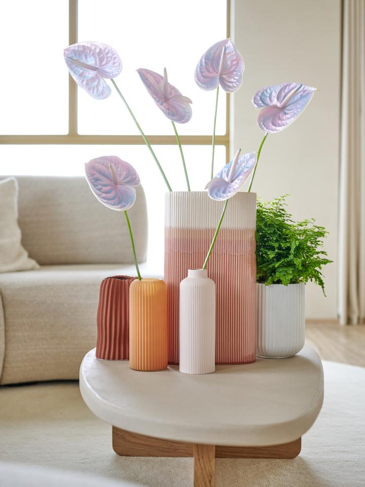 anthurium roze paars | varen adiantum