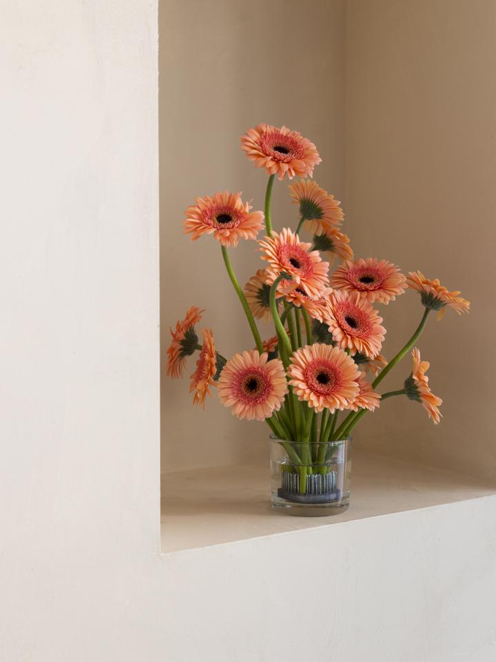 gerbera schikken in vaas | ikebana boeket gerbera