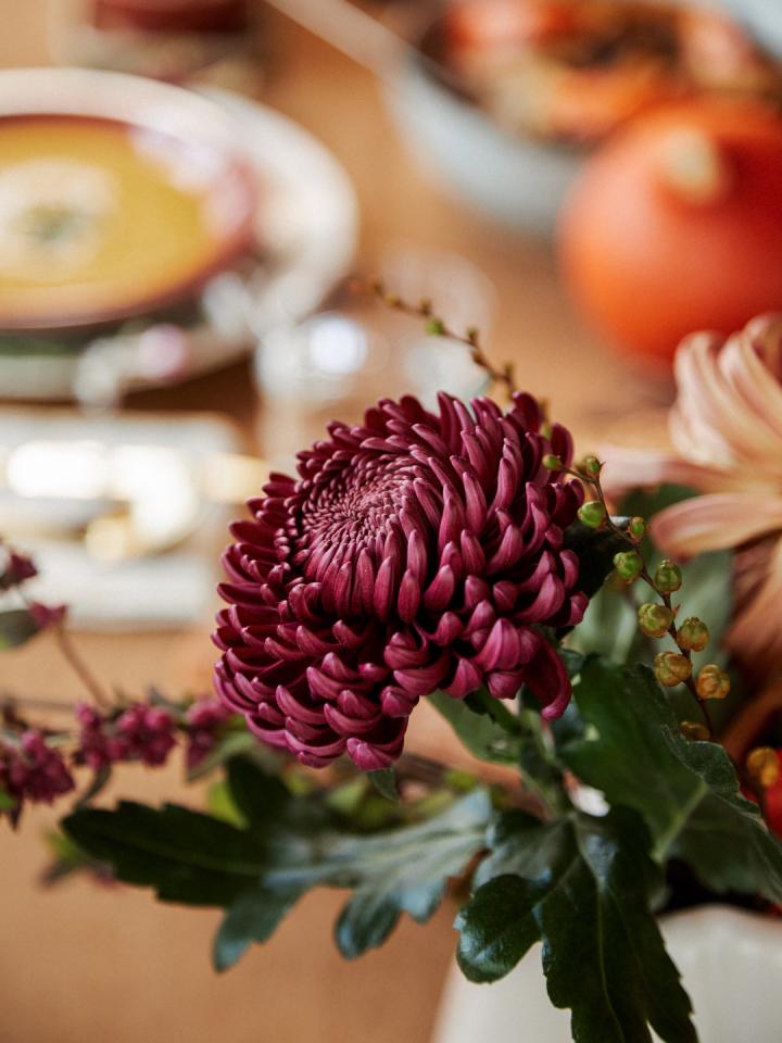 chrysant | herfstbloem