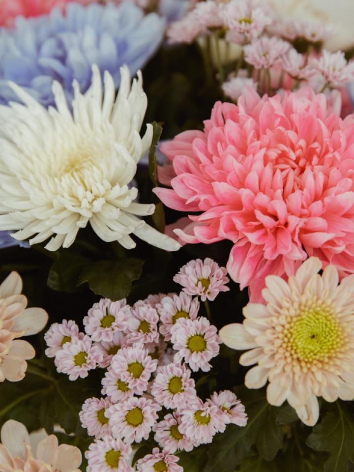 Ontdek de chrysant opnieuw | Mooiwatbloemendoen.nl