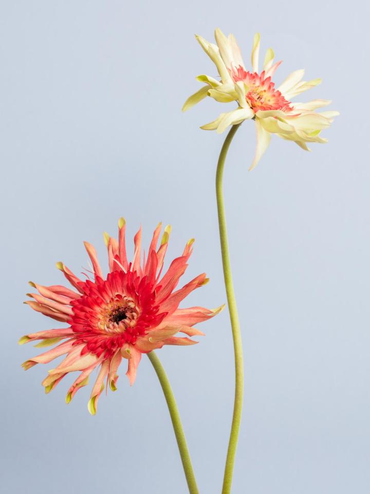 Gerbera | wat bloemen doen