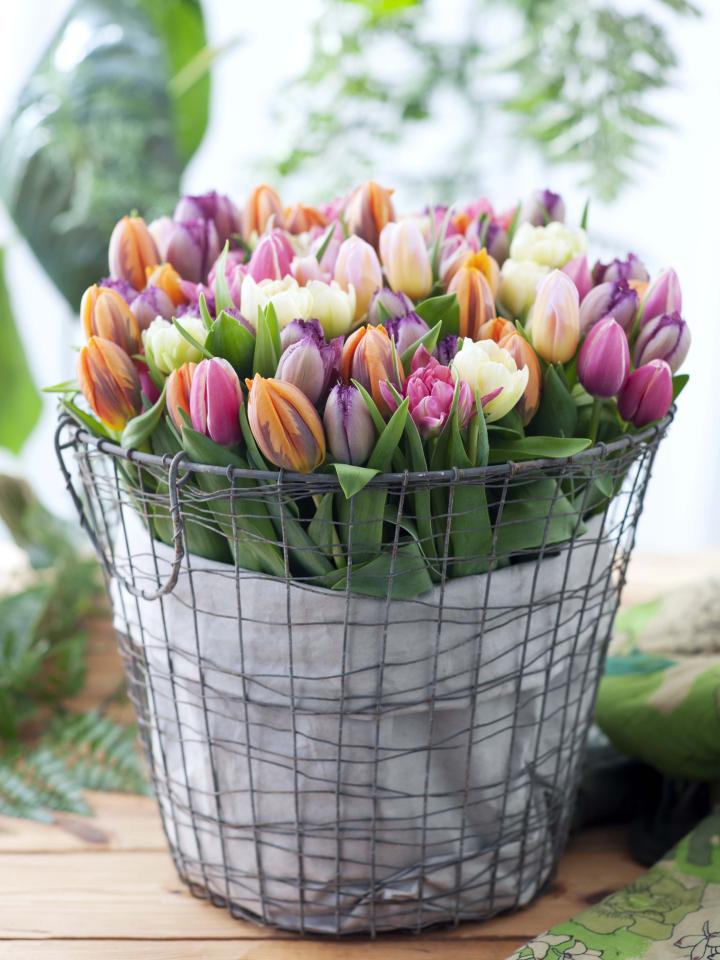 Vrolijk van tulp | Mooi wat bloemen doen