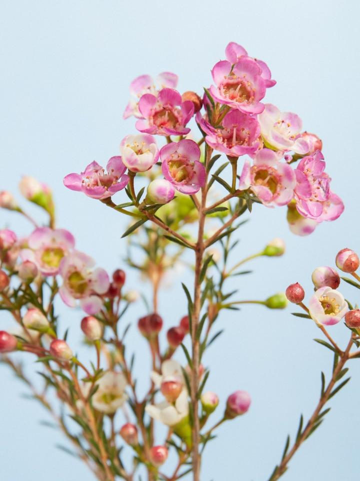 tand College Vrouw Waxflower | Mooi wat bloemen doen