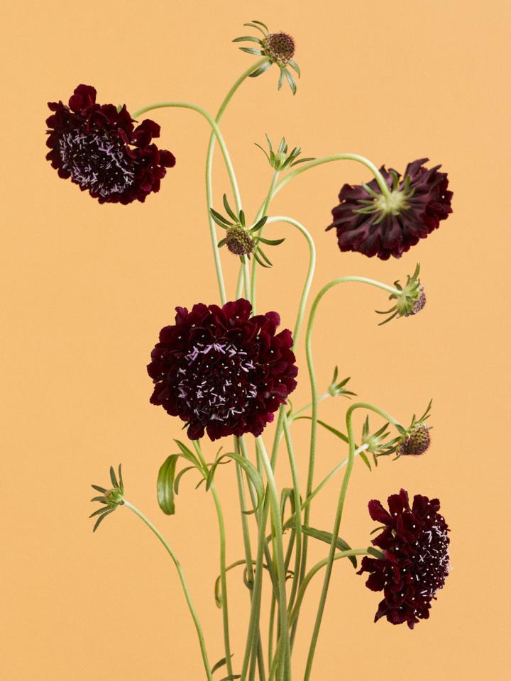 Scabiosa Mooiwatbloemendoen.nl