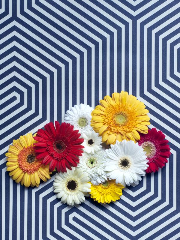 Gerbera Bloemenagenda Symboliek Mooiwatbloemendoen Gerbera Bloemenagenda Symboliek Mooiwatbloemendoen