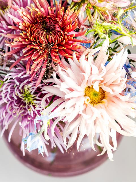chrysant mooiwatbloemendoen