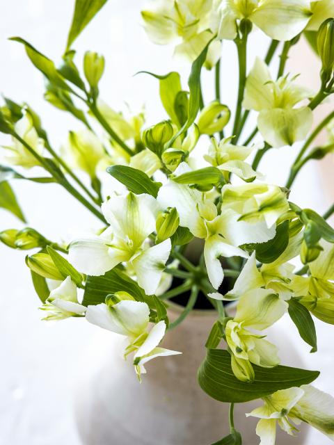 alstroemeria mooiwatbloemendoen