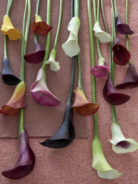 calla mooiwatbloemendoen