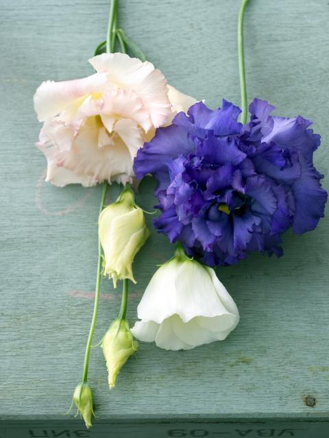 lisianthus | paarse en witte lisianthus