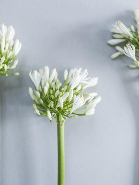 reflecteren kapsel Zoek machine optimalisatie Rouwen en de symboliek van bloemen | Mooi wat bloemen doen