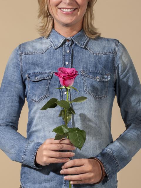 Lievelingsbloem roos Lievelingsbloem roos