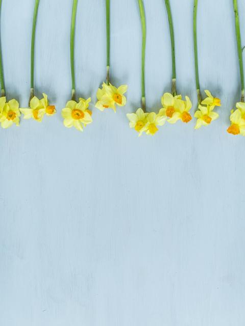 Narcis Mooiwatbloemendoen.nl Narcis Mooiwatbloemendoen.nl