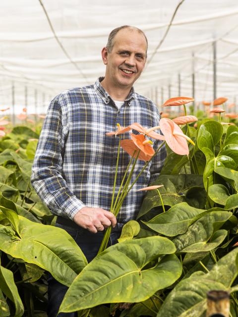 anthogether anthurium kwekerij | mooiwatplantendoen