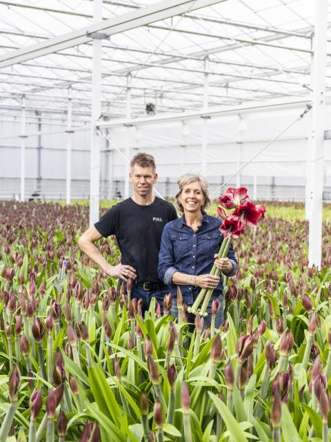 marrewijk amaryllis | amaryllis kweken | snij amaryllis